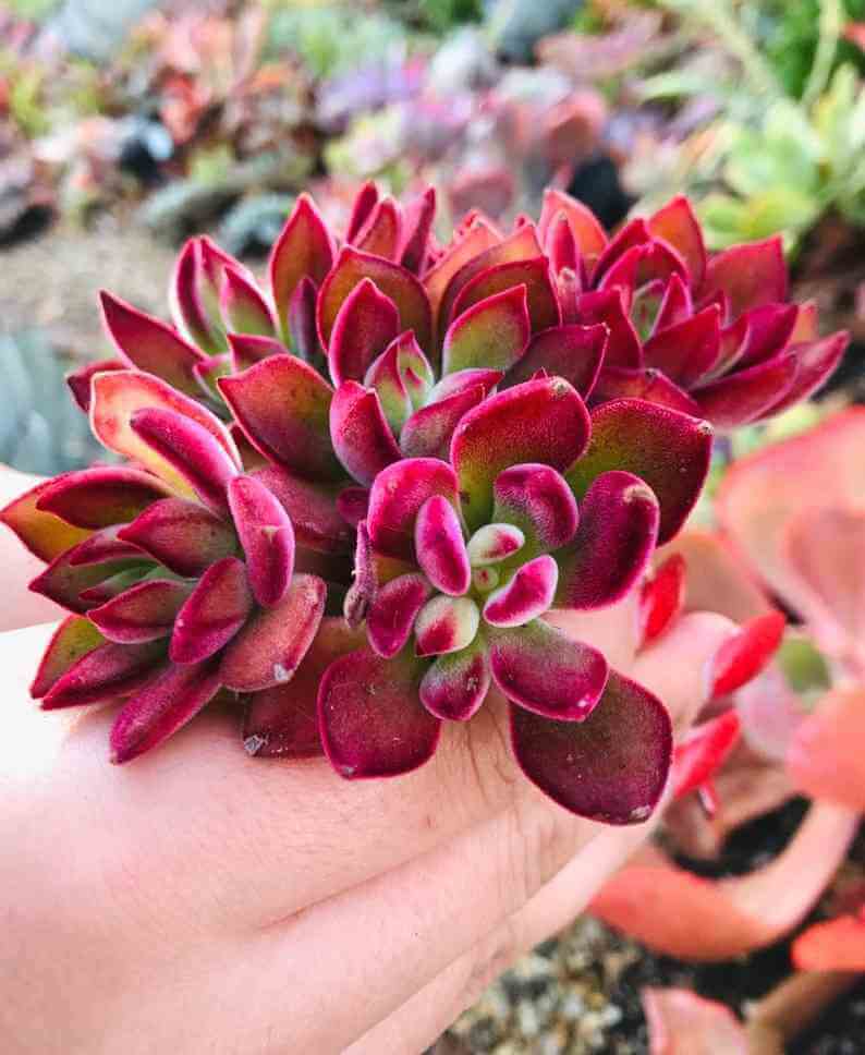 Echeveria Red Devotion Succulent Plant 5” pot - you will receive one similar to 2nd picture